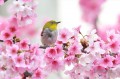 Vogel im Kirschblüten Frühling Malerei von Fotos zu Kunst